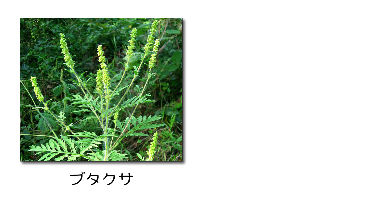 秋の野草