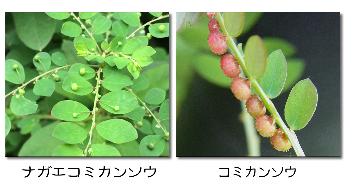 秋の野草