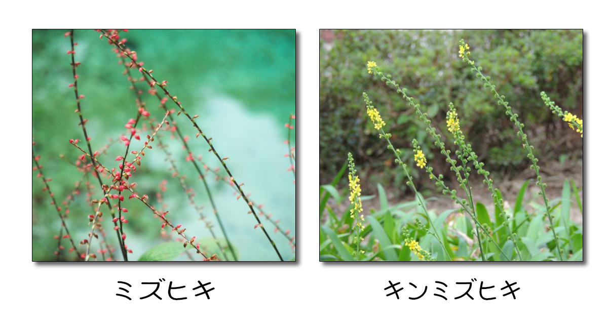 秋の野草